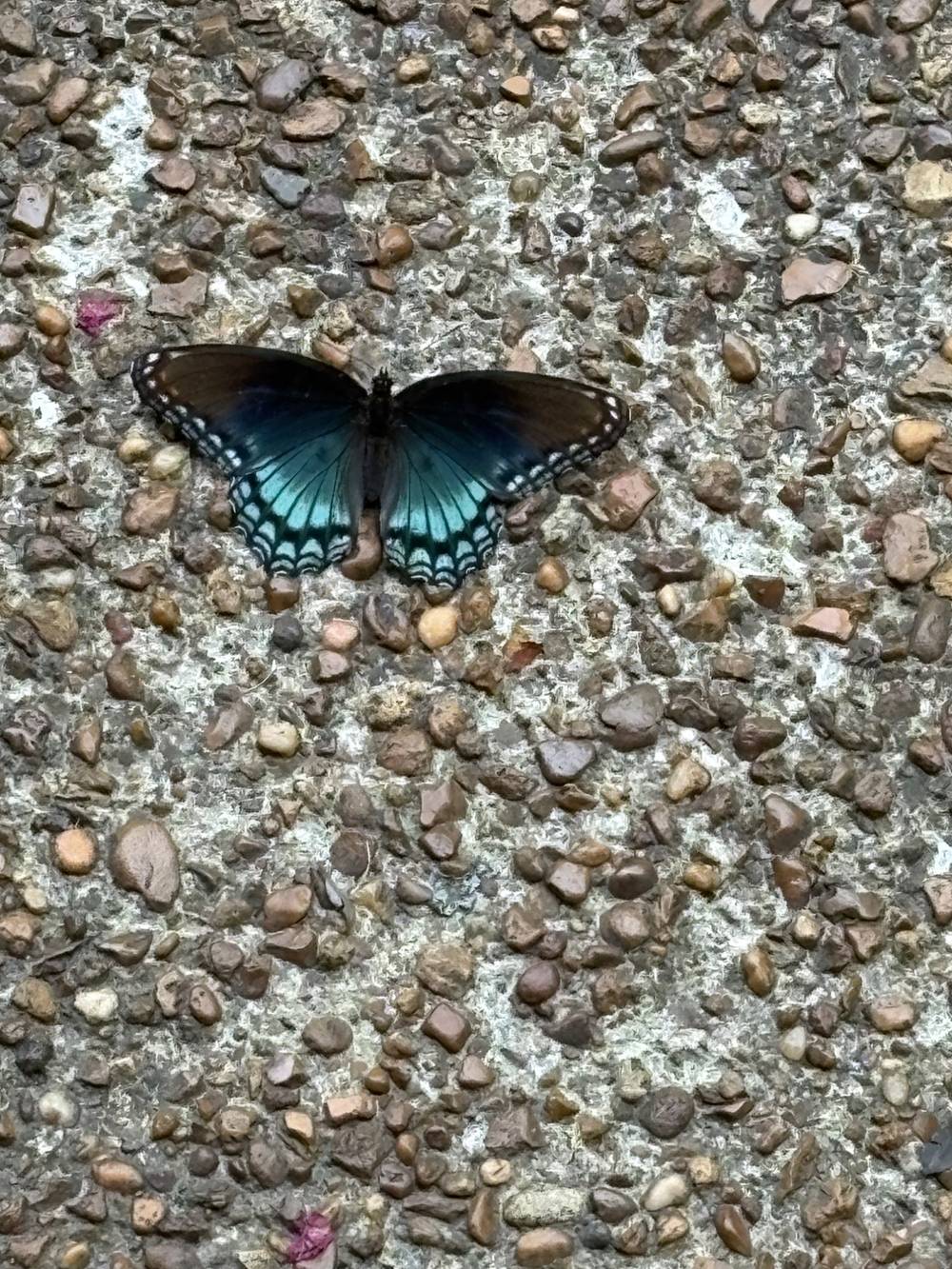Black butterfly 