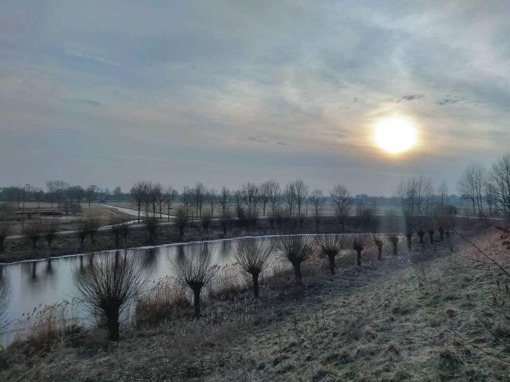 A winter river landscape lined with pollarded willow trees at sunrise.