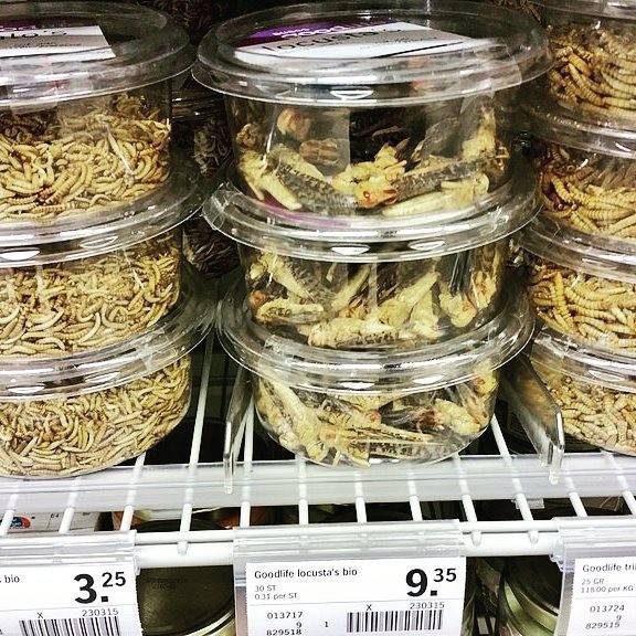 Plastic tubs of edible insects, including mealworms, for sale on a supermarket shelf with price tags.