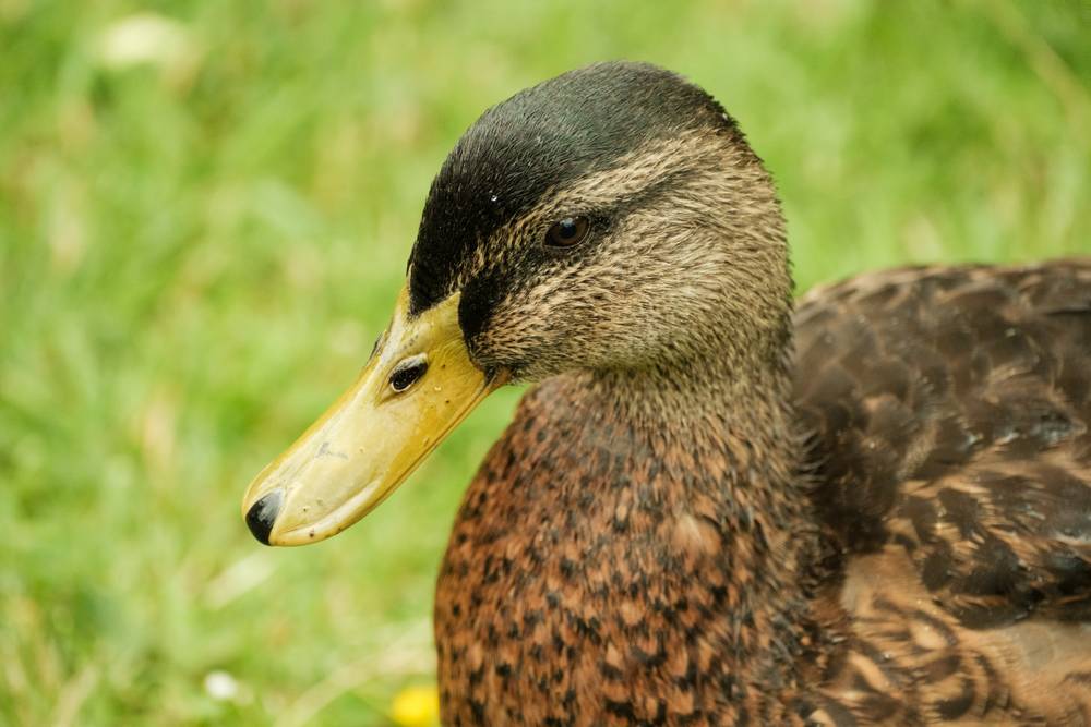 Duck up close