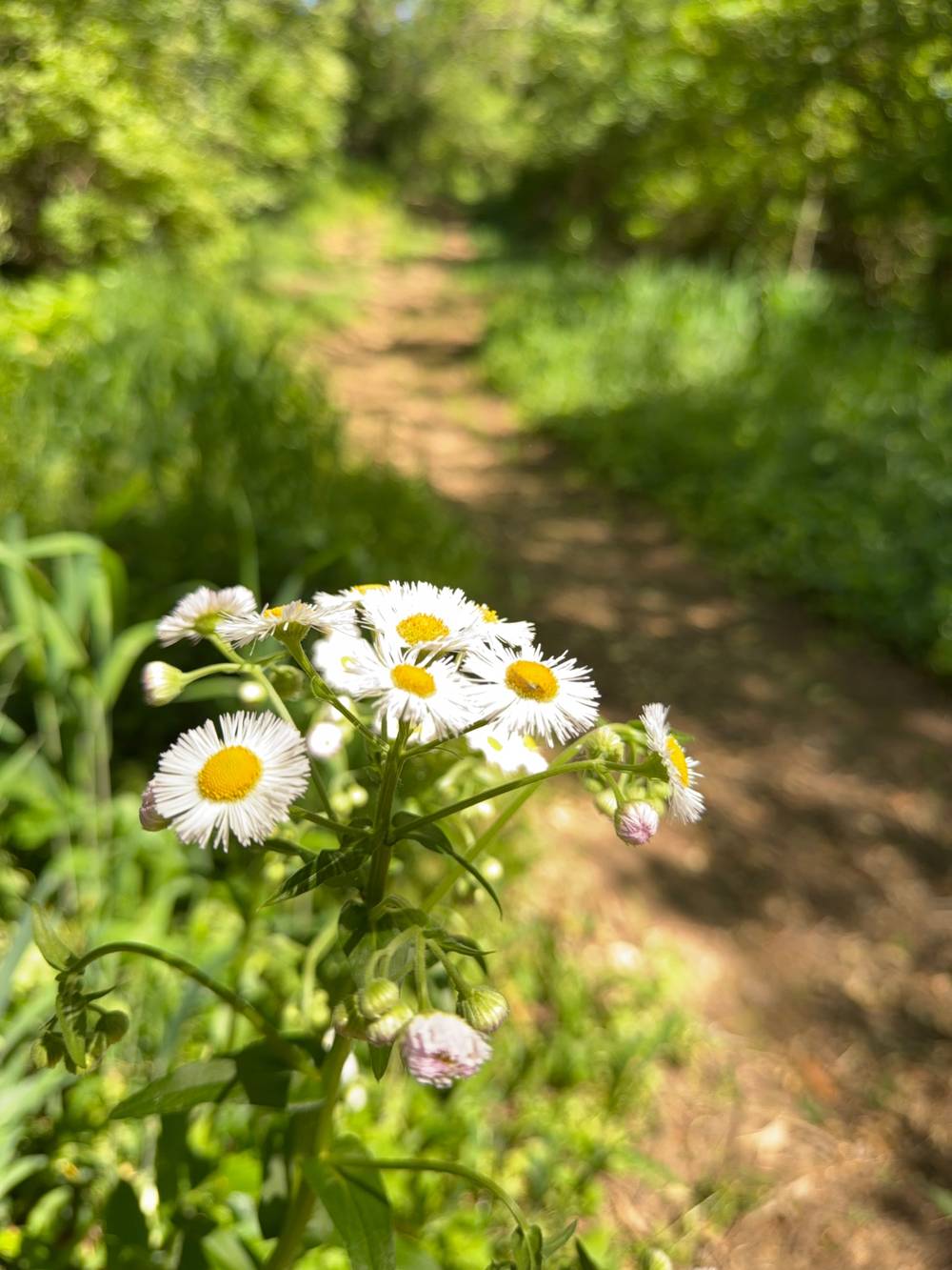 Path through the “woods”
