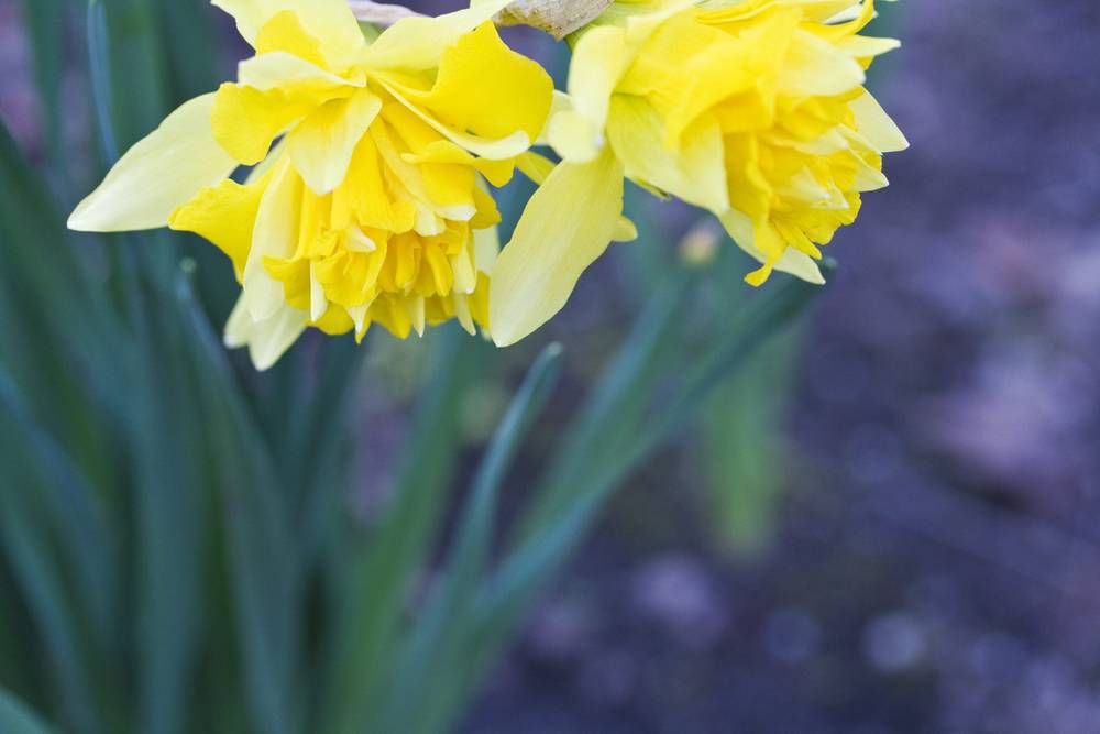 Spring flowers
