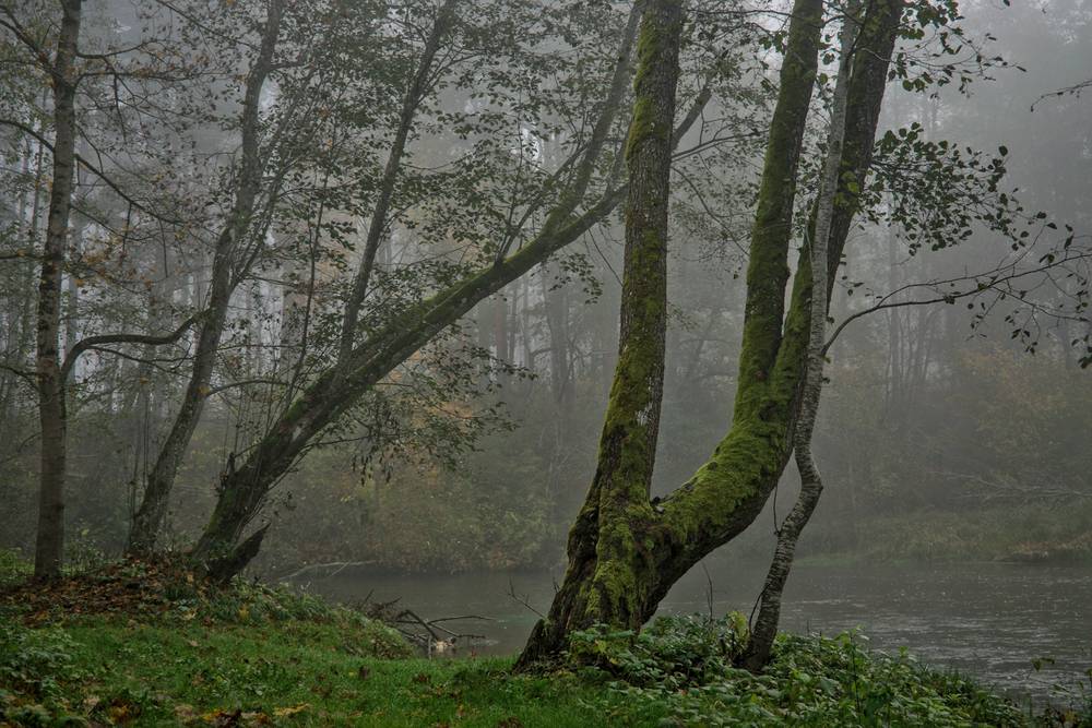 Several moss covered trunks of trees along a river against a misty background.