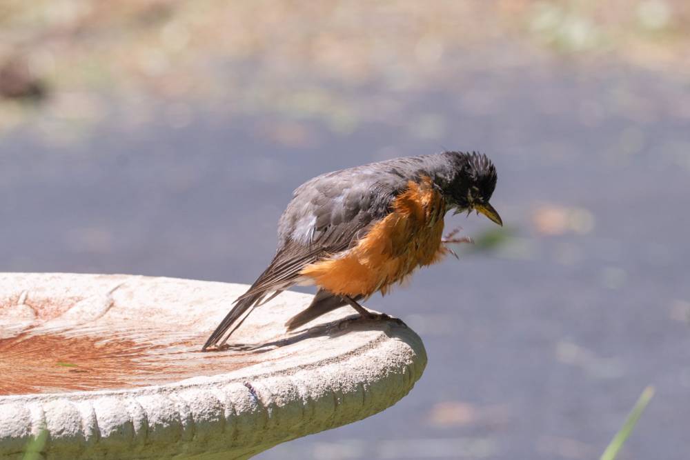 Wet American robin standing on the edge of a stone birdbath, head lowered and feathers ruffled after bathing.