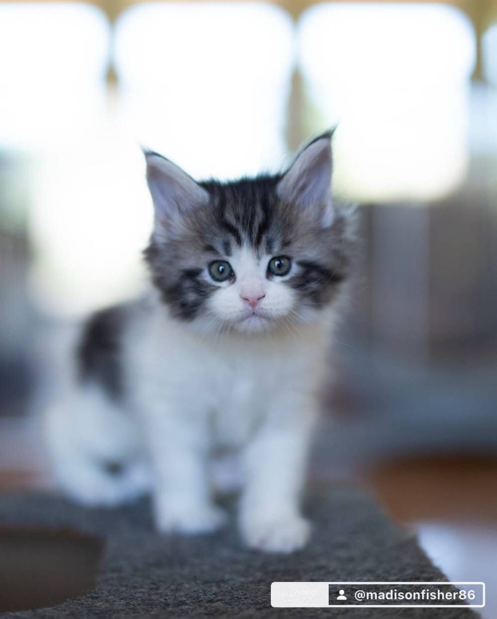 Kitten, photo 2 of 3