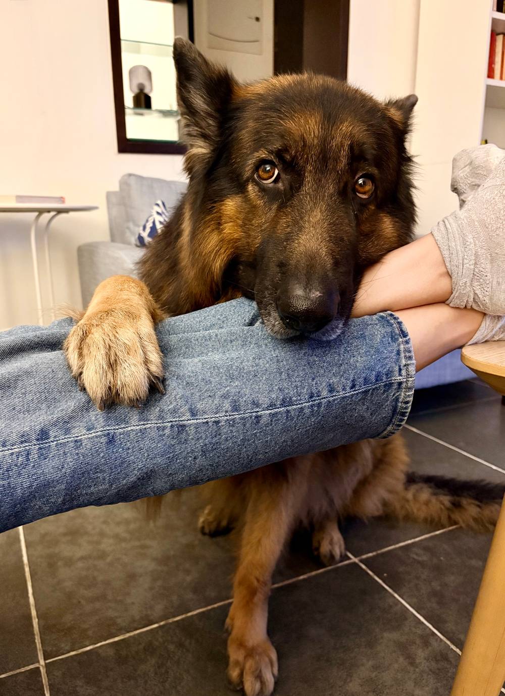 A German shepherd with his paw and head placed on a person’s leg