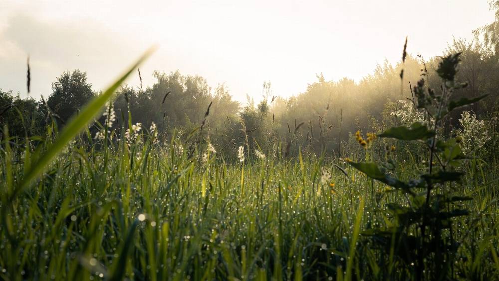 Meadow Hour