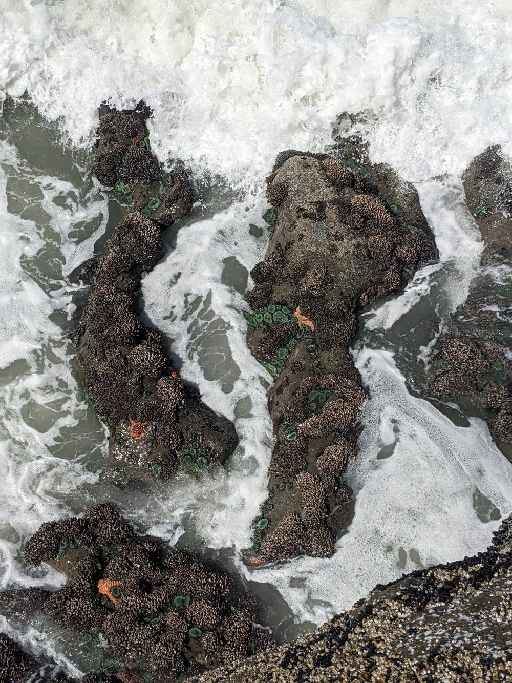 starfish on ocean rocks