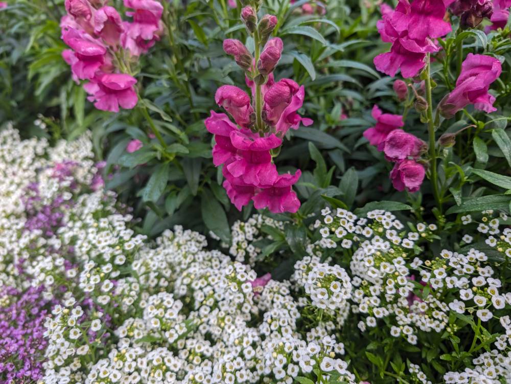 Bright pink snapdragons nestled in a crowded flower bed.