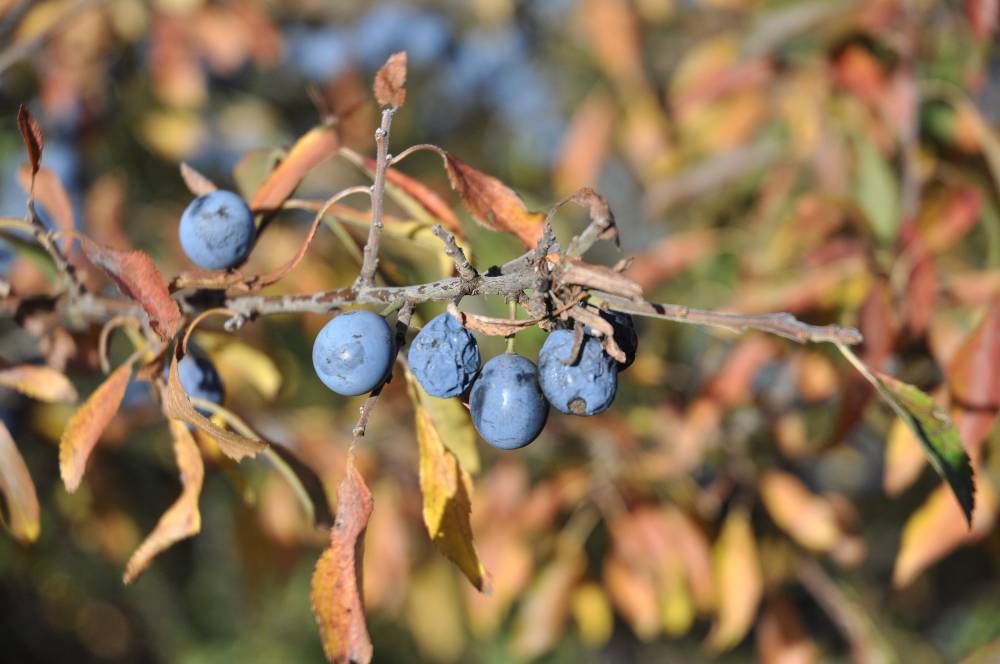Brentham Berries