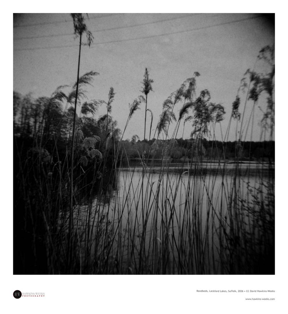 Reedbeds, Lackford Lakes, Suffolk, 2026