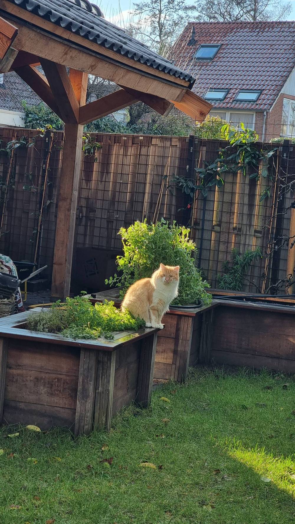 A cat sits on a wooden planter box in a garden.