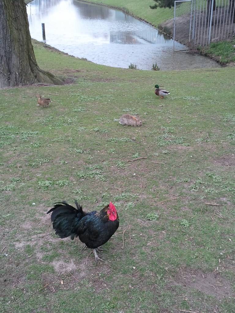 Rooster and ducks, ISM E-Company grounds