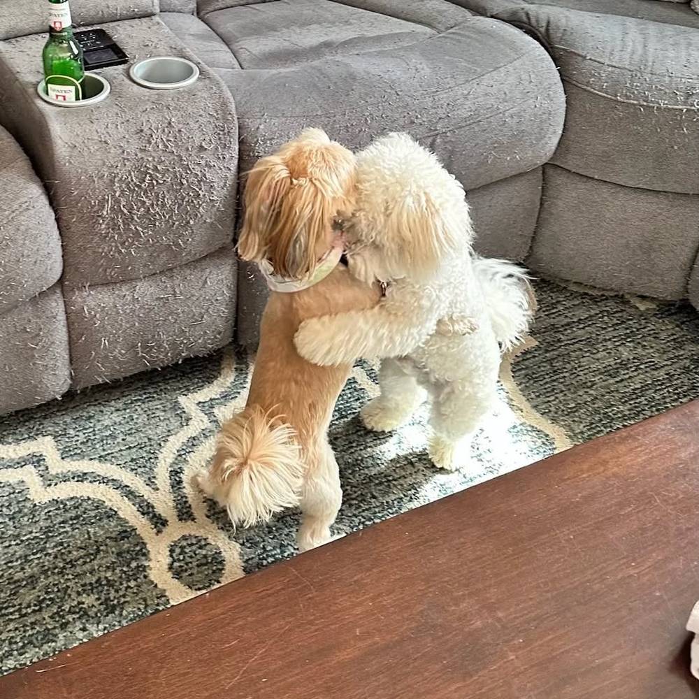 Kibi met his cousin Gino today!