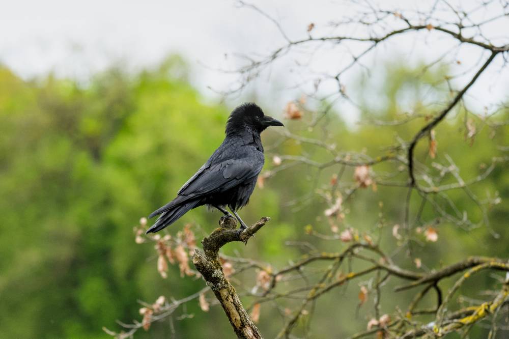 Songbirds