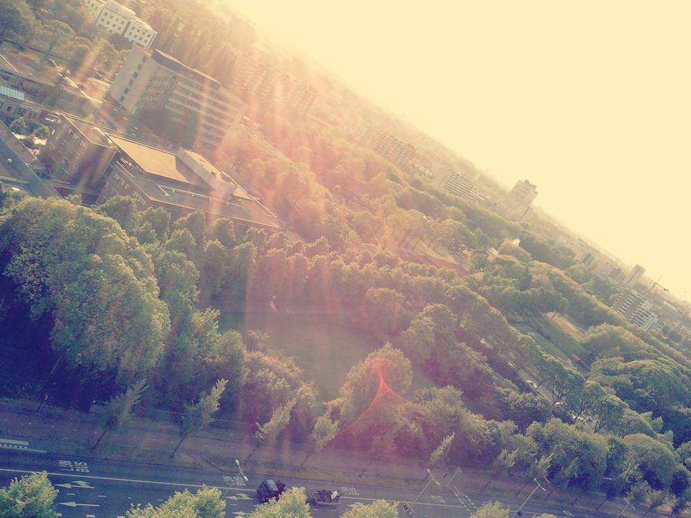 A golden sunset view over green treetops from a rooftop terrace.