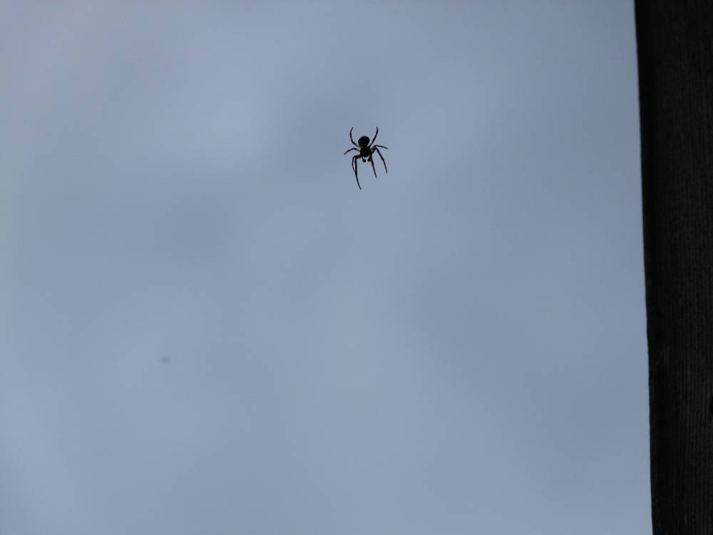 spooder