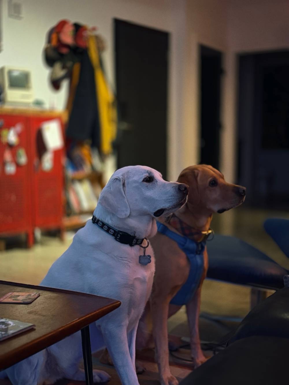 Two boys trying very hard to be good 