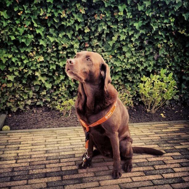 A brown Labrador wearing an orange collar sits on a brick path in front of a hedge.