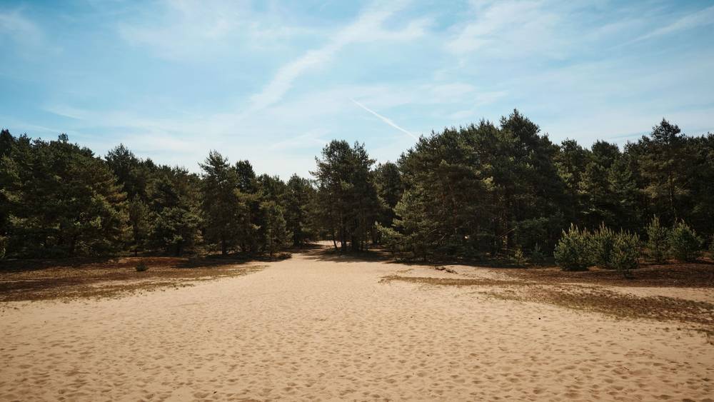 Lommelse Sahara: Sand