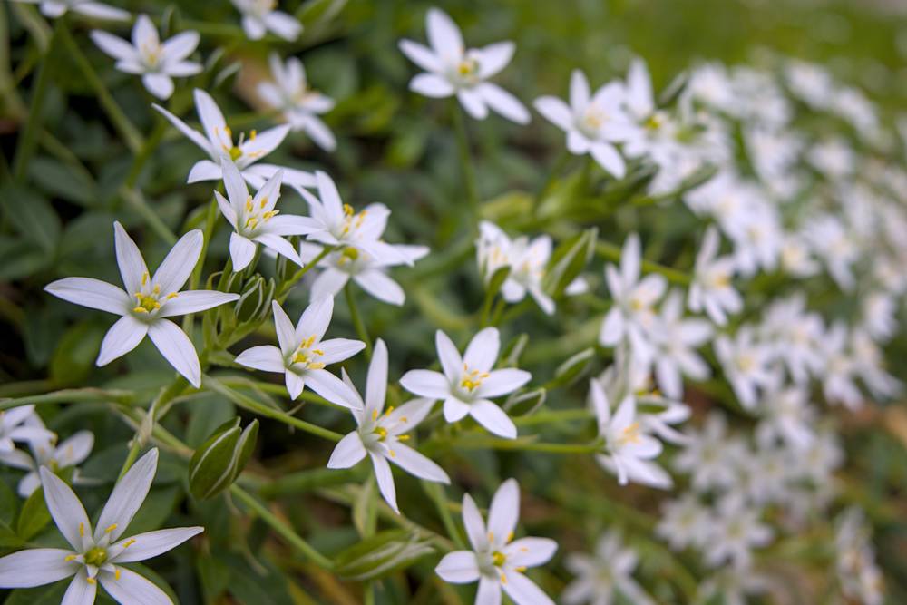 Grass Lilies