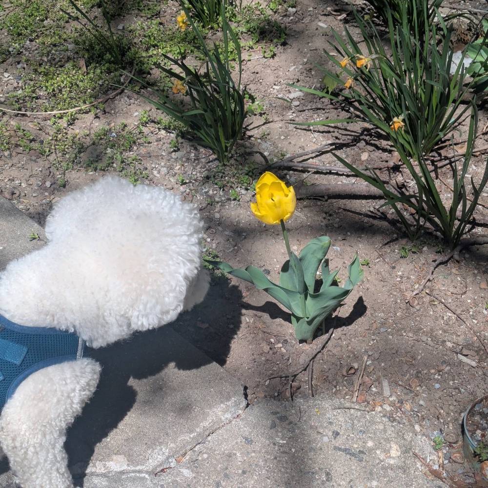 Spring is here (I tried to eat the leaves and mommy got mad at me)
