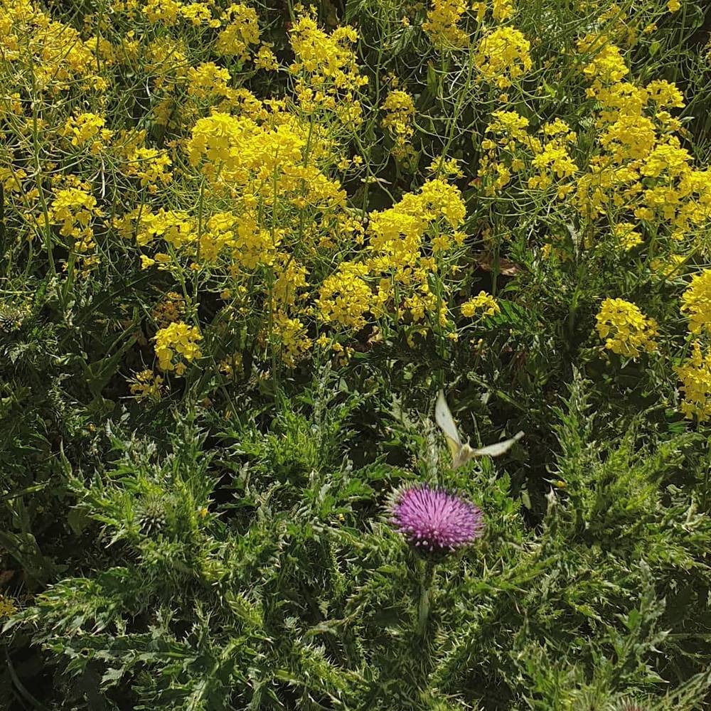 Yellow wildflowers bloom alongside a purple thistle among green foliage.