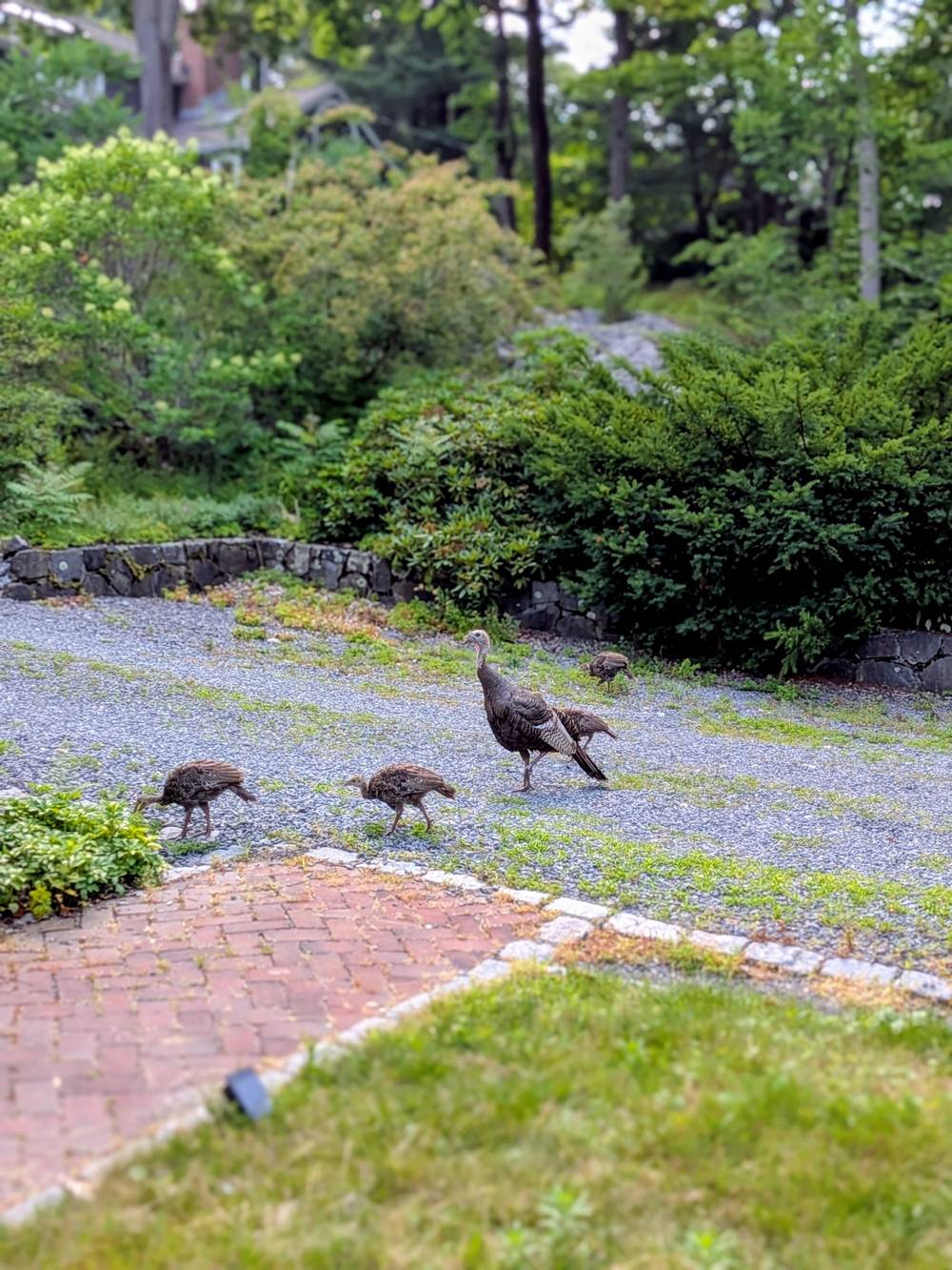 A family of turkeys including several baby turkeys casually strolling up a gravel drive