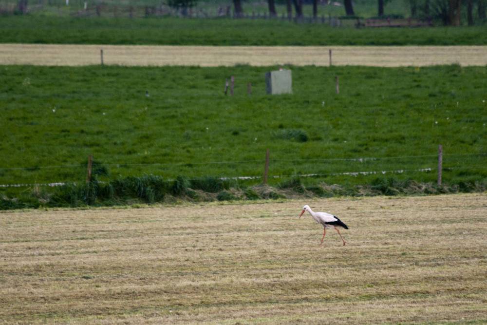 A white stork walking across a mown field bordered by green pasture.