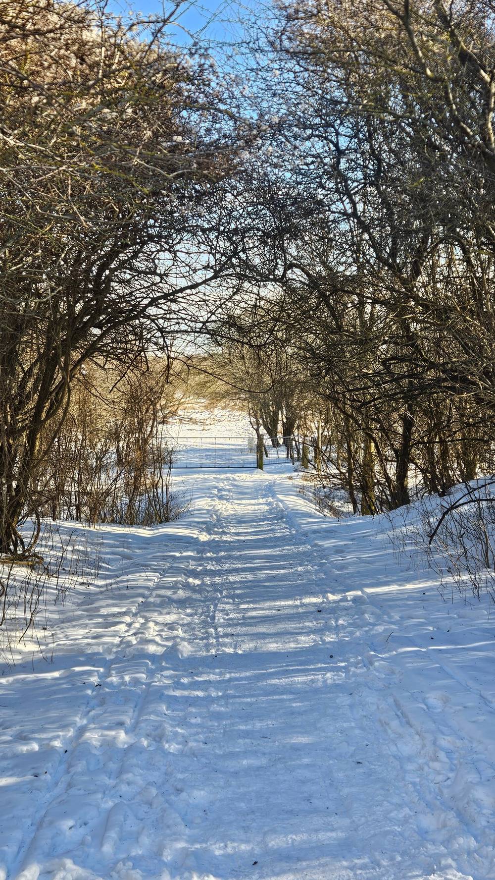 Vandretur Amagerfælled med CphOutdoor, photo 1 of 14