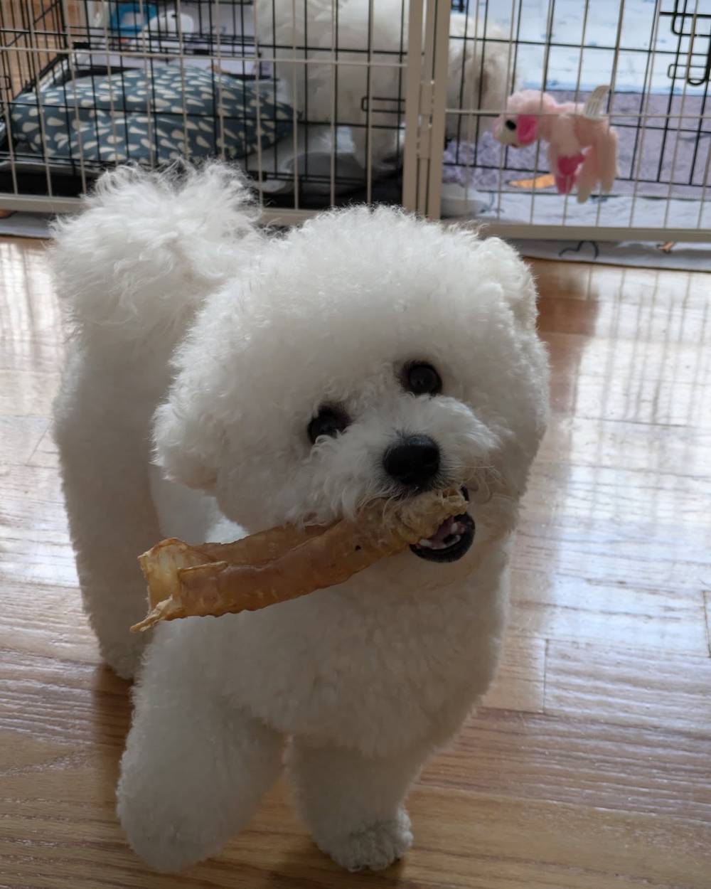 Having a beef trachea chew, ft. Kewpie in the background 🐶, photo 1 of 1