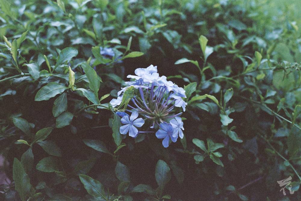 blue flowers