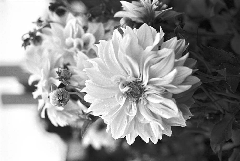 Dahlia