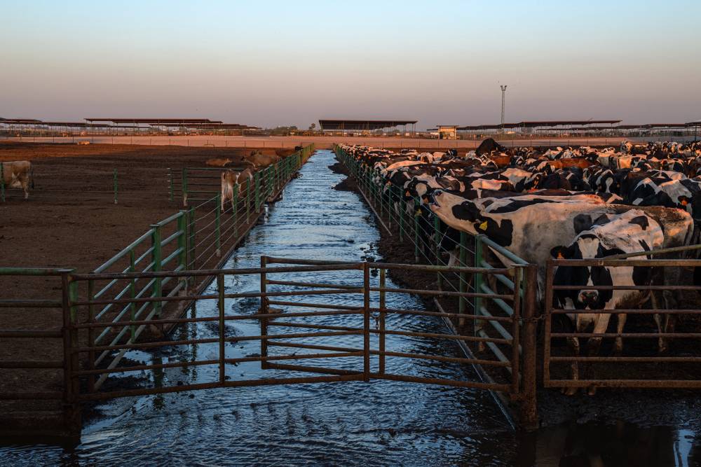 Slop water running past a cattle lot.