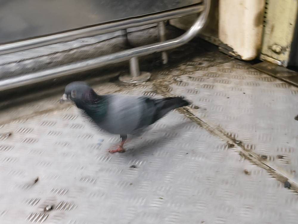 zoomed in image of pigeon but blurry 