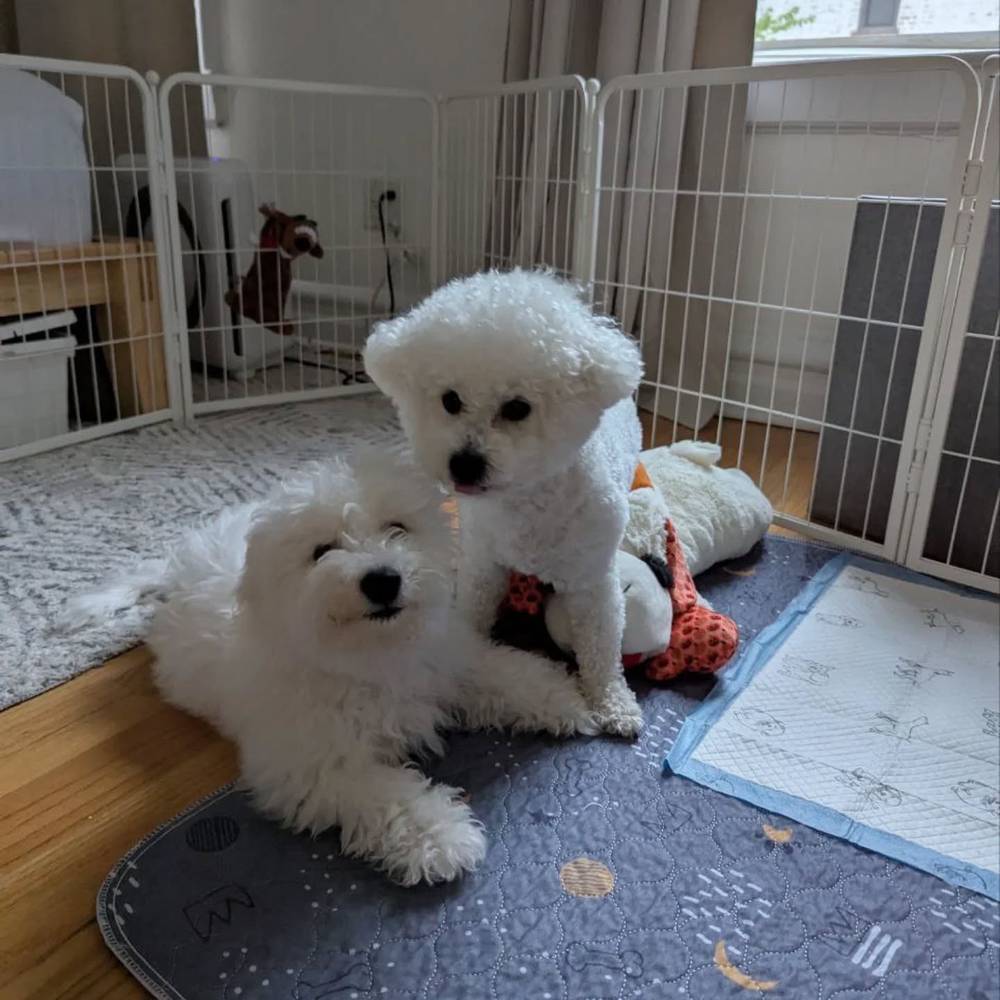 Happy Monday from two good boys!, photo 1 of 1