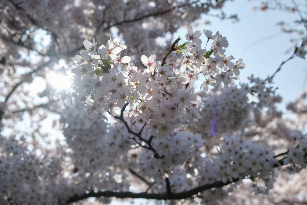 🌸 A Visit to the Bloesempark, photo 2 of 13