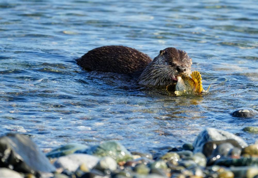 An Otter eating a fish near a rocky shoreline.