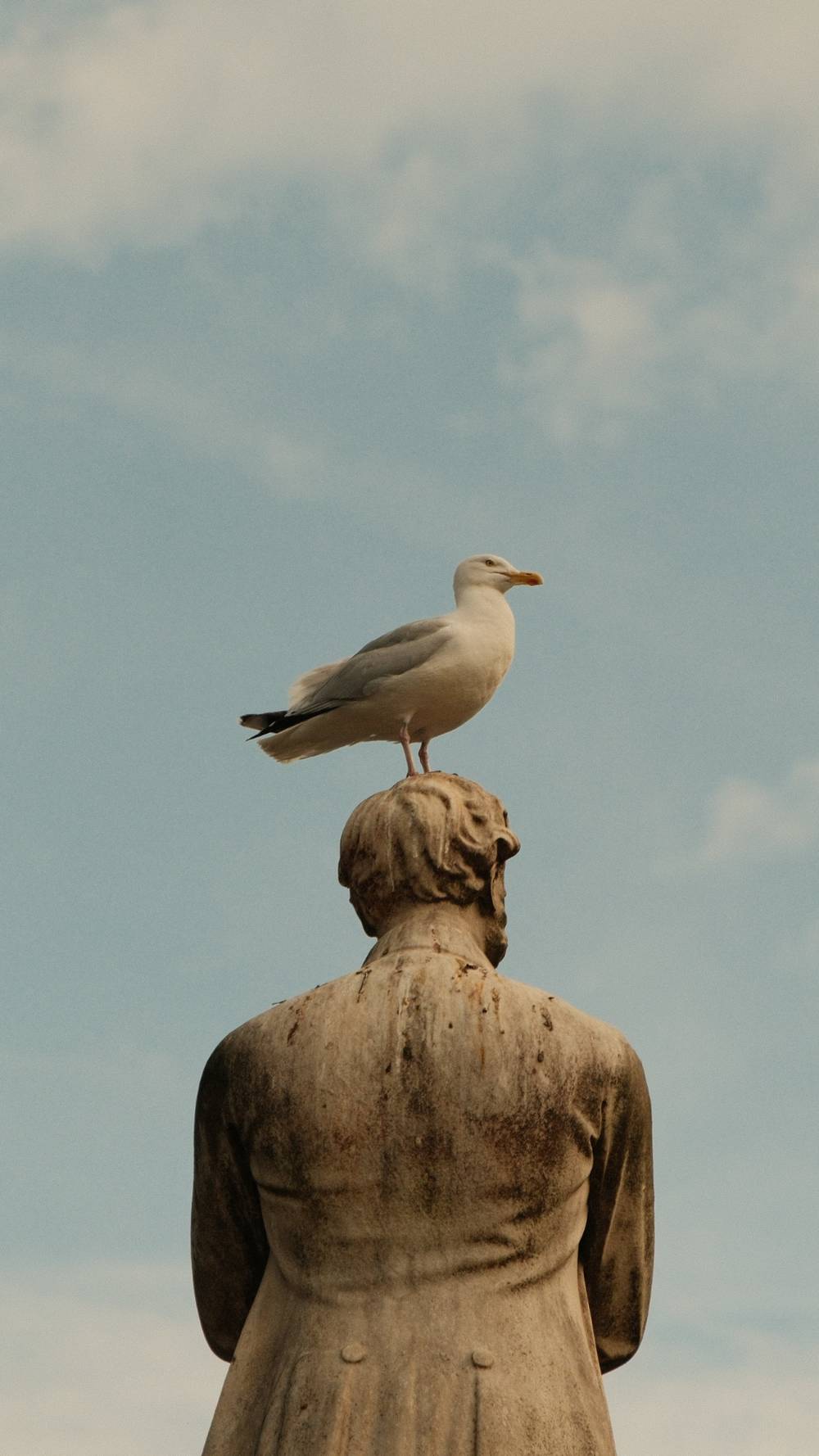 Seagull sitting on top of a statue
