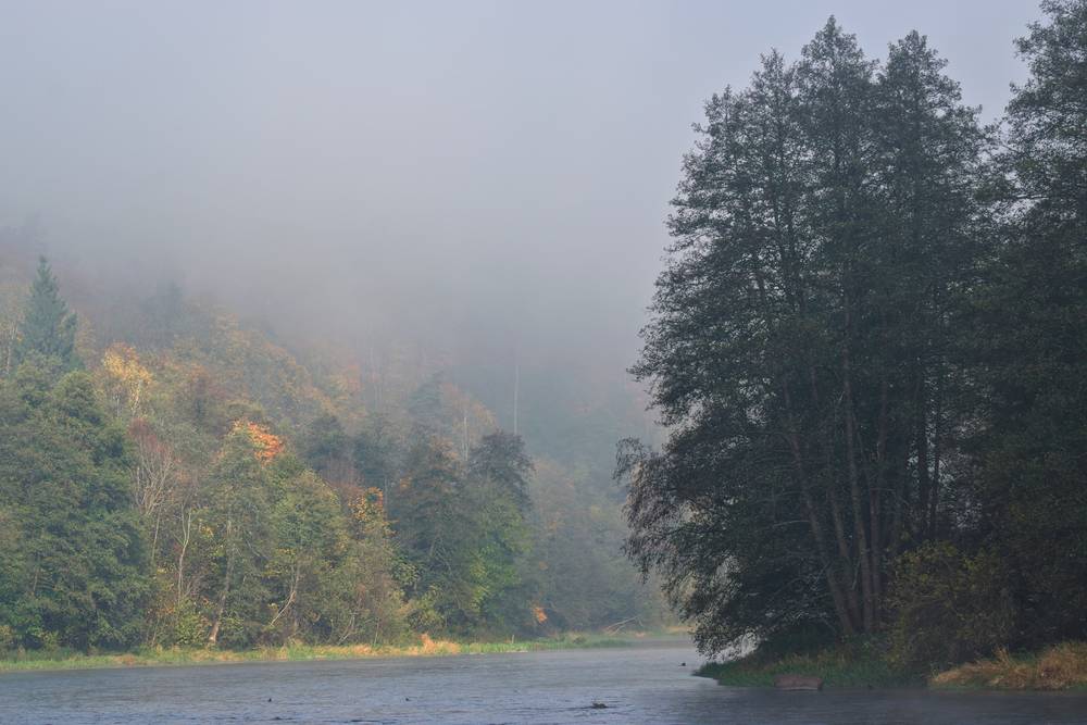 Telephoto landscape of a bend in a river. On the right bank, a group of tall trees in a shadow. On the left bank, trees in fall foliage partly illuminated by sunlight, partly obscured by fog.