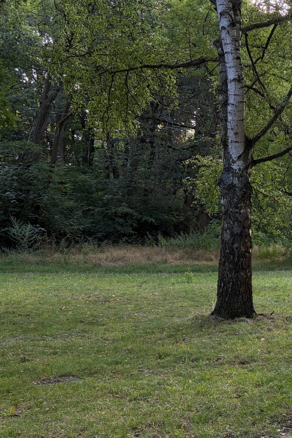 wiese im volkspark rehberge, morgens um 7:30 uhr. der himmel ist blau, die wiesen gelb-grün.