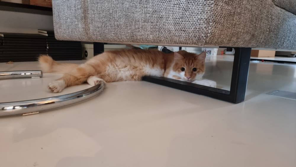 A ginger and white cat lies under furniture, peering out.