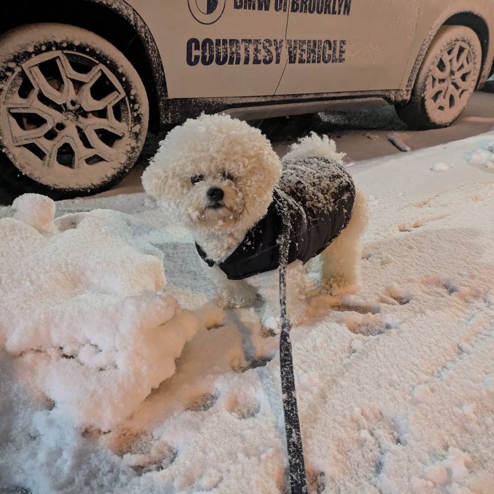 My favorite weather! Snow! 🌨️