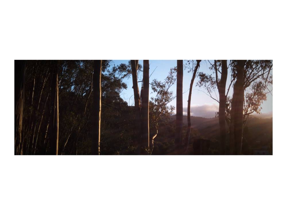 eucalyptus, photo 2 of 9