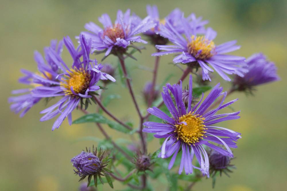 New England Aster
