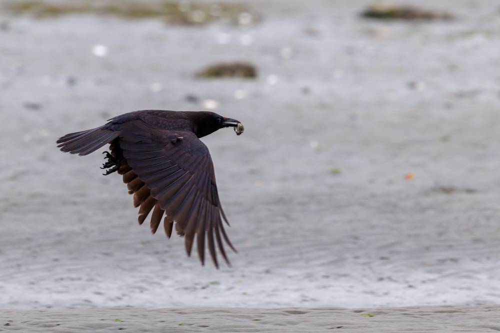 Crow