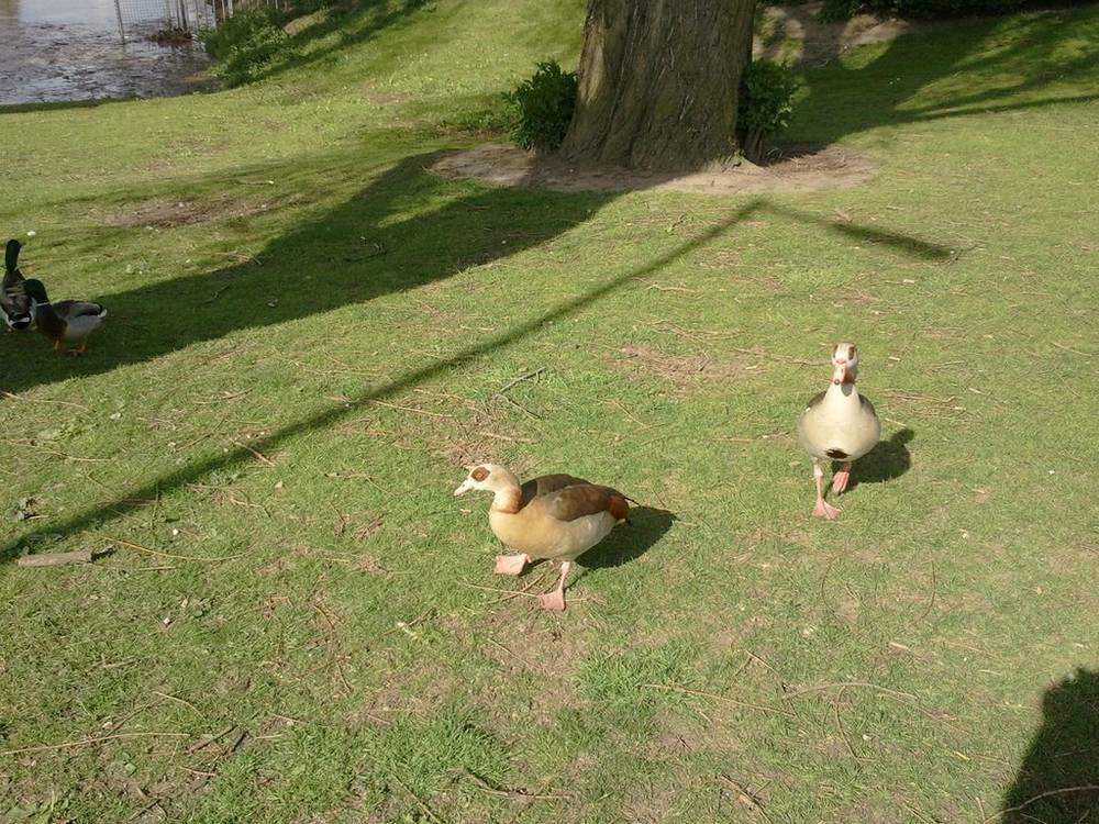 Geese on the lawn, Rotterdam
