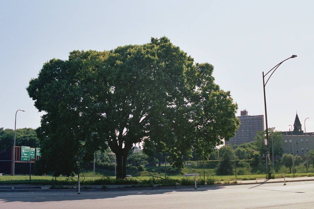 Big green tree on Milwaukee Ave by Wilford court. Some car highway is in the background, but sunken so you can barely see it
