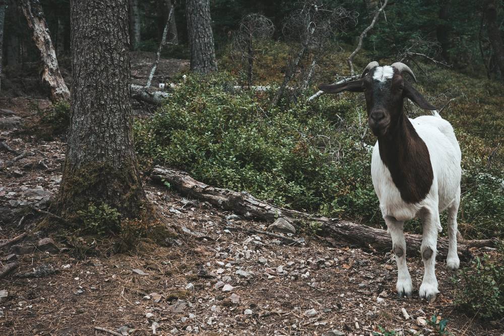 A brown and white goat standing on a woodland path surrounded by trees and dense green undergrowth, facing directly toward the camera.