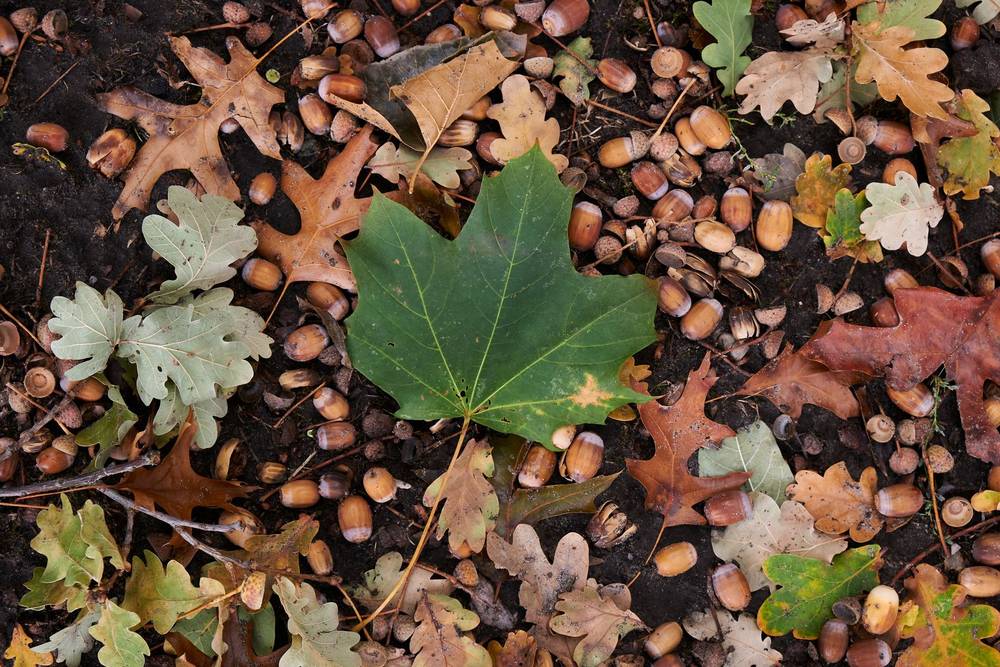 Lonely Leaf, photo 1 of 1